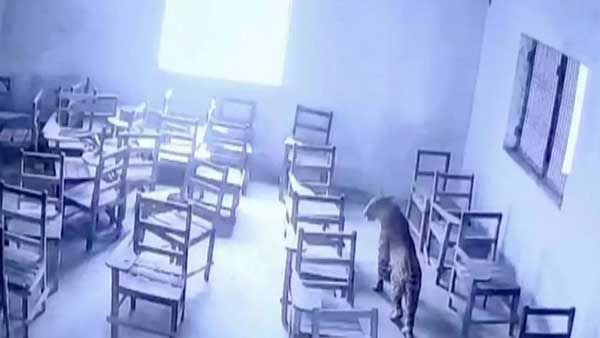 ವಿಡಿಯೋ: ಶಾಲೆಗೆ ನುಗ್ಗಿದ ಚಿರತೆ - ವಿದ್ಯಾರ್ಥಿಯ ಮೇಲೆ ದಾಳಿ
