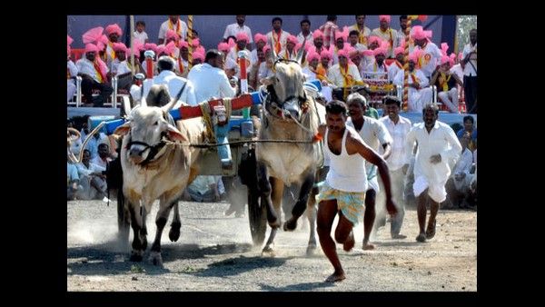 ಮಹಾರಾಷ್ಟ್ರದಲ್ಲಿ ಗೂಳಿ ರೇಸ್‌ಗೆ ಸುಪ್ರೀಂಕೋರ್ಟ್ ಅನುಮತಿ