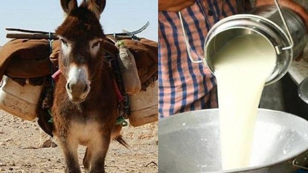 'ಕತ್ತೆ ಹಾಲು ಕುಡಿಸಿ ಕೊರೊನಾ ಓಡಿಸಿ': ಬೆಲೆ ಕೇಳಿದವರು ಶಾಕ್