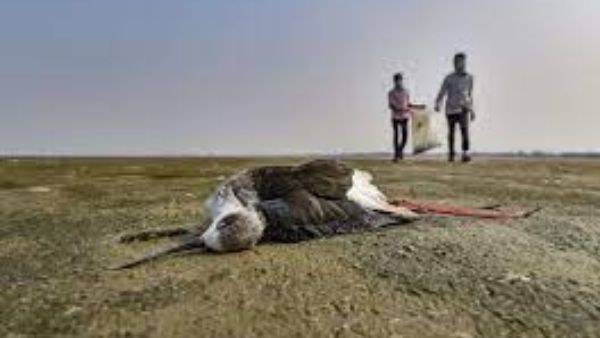 ಟೊಂಗಾ ಜ್ವಾಲಾಮುಖಿ: ತೈಲ ಸೋರಿಕೆಯಿಂದ ಪ್ರಾಣಿ ಪಕ್ಷಿಗಳಿಗೆ ಹಾನಿ