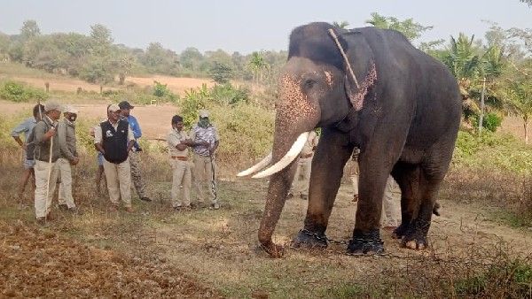 ಎಚ್.ಡಿ. ಕೋಟೆಯ ಅಂತರಸಂತೆಯಲ್ಲಿ ಹುಲಿಗಾಗಿ ಹುಡುಕಾಟ!