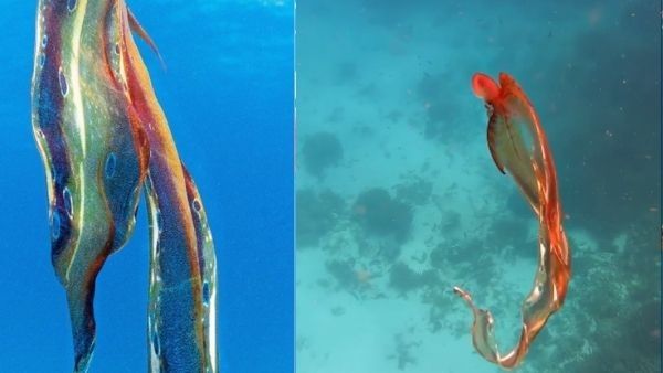 ಅಪರೂಪದ 'ಕಂಬಳಿ' ಆಕ್ಟೋಪಸ್ ಆಸ್ಟ್ರೇಲಿಯಾದಲ್ಲಿ ಪತ್ತೆ