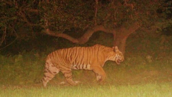 ಶ್ರೀನಾಥ್ ಭಲ್ಲೆ ಅಂಕಣ: ಇತ್ತ ದರಿ ಅತ್ತ ಪುಲಿ ಅಂತಾದರೆ ಯಾವುದು ದಾರಿ?