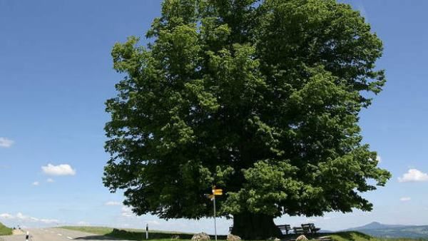 ಸ. ರಘುನಾಥ ಅಂಕಣ: ನುಡಿಯಲ್ಲಿ ತೆರೆದಿಟ್ಟ ಹುಸಿ ಮರದ ಚಿತ್ರ