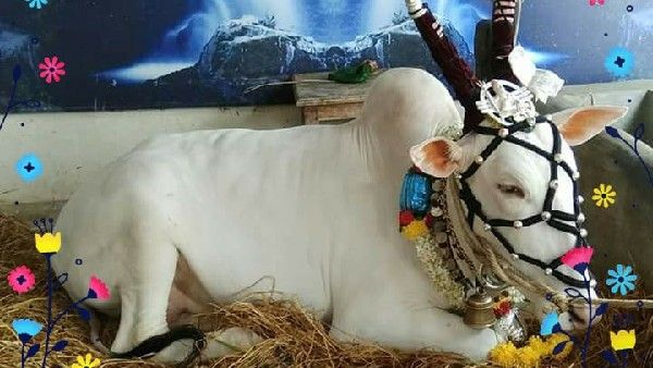 ವಿಸ್ಮಯ: ಸ್ಥಳದಲ್ಲೇ ದೇವಸ್ವರೂಪಿ ಮಂಟೇಸ್ವಾಮಿ ಬಸಪ್ಪನ ಪವಾಡ ಕಂಡು ನಿಬ್ಬೆರಗಾದ ಜನ!