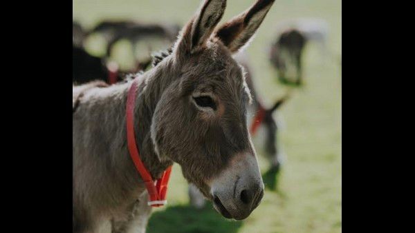 ಕತ್ತೆ ಕದ್ದ ಆರೋಪದಲ್ಲಿ ಕಾಂಗ್ರೆಸ್ ಮುಖಂಡನ ಬಂಧನ!