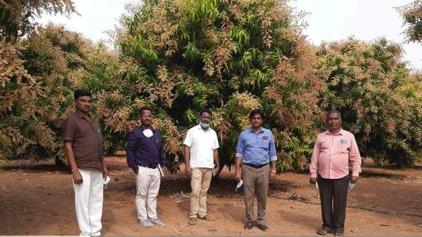 ಬೇಸಿಗೆಯಲ್ಲಿ ಮಾವಿನ ತೋಟದ ನಿರ್ವಹಣೆ; ರೈತರಿಗೆ ಸಲಹೆಗಳು