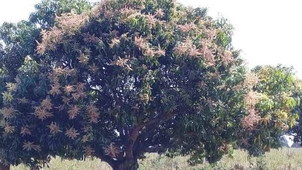 ಮಾವಿನ ಬೆಳೆಗೆ ಮಾರಕವಾದ ಶೀತ ವಾತಾವರಣ; ರೈತರಲ್ಲಿ ಚಿಂತೆ