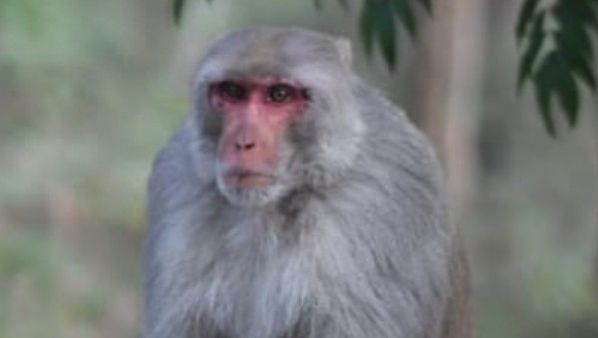 ಉತ್ತರ ಭಾರತದ ರೀಸಸ್ ಮಂಕಿ ನಾಗರಹೊಳೆಯಲ್ಲಿ ಪ್ರತ್ಯಕ್ಷ!