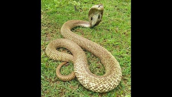 ಫೋಟೋಗಾಗಿ ಹಾವಿನೊಂದಿಗೆ ಸರಸ ಆಡಿದರೆ ಹುಷಾರ್!; ಇನ್ಮುಂದೆ ಉರಗ ರಕ್ಷಕರಿಗೂ ಐಡಿ ಕಾರ್ಡ್