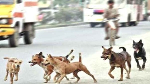 ತೆಲಂಗಾಣ: 100ಕ್ಕೂ ಅಧಿಕ ಬೀದಿನಾಯಿಗಳಿಗೆ ವಿಷಪ್ರಾಶನ ಮಾಡಿಸಿ ಹತ್ಯೆ