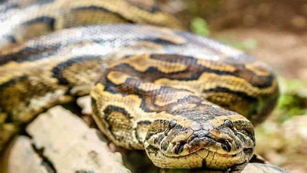 ವಿಡಿಯೋ: ಬೃಹತ್ ಹೆಬ್ಬಾವಿನ ಜೊತೆ ಆಡುವ ಪುಟ್ಟ ಬಾಲಕಿ