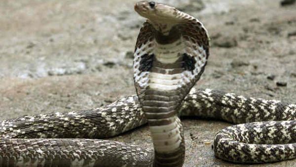 ವಿಡಿಯೋ: 'ನಾಗ'ಪ್ಪನ್ನು ಕೆಣಕಿ ಆಸ್ಪತ್ರೆ ಹಾಸಿಗೆ ಹಿಡಿದ ಸಾಯದ್!