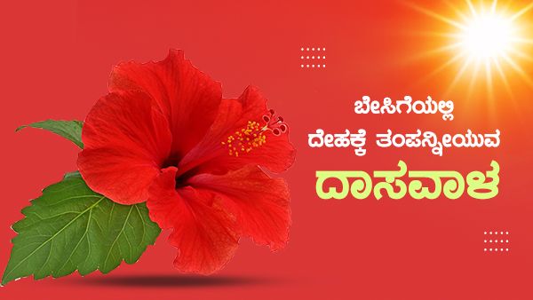 ಬೇಸಿಗೆಯಲ್ಲಿ ದೇಹಕ್ಕೆ ತಂಪನ್ನೀಯುವ ದಾಸವಾಳ