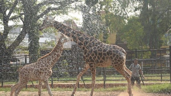 ಬಿಸಿಲ ಬೇಗೆಯಲ್ಲೂ ಮೈಸೂರು ಮೃಗಾಲಯ ಕೂಲ್ ಕೂಲ್!
