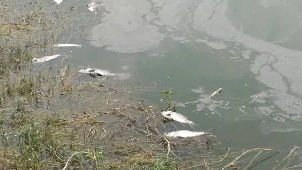 ರಾಮನಗರ: ಮೀನು ಕೃಷಿಗೆ ಮಾರಕವಾದ ತ್ಯಾಜ್ಯ; ವಿಷ ತ್ಯಾಜ್ಯಕ್ಕೆ ಸಾವಿರಾರು ಮೀನುಗಳು ಬಲಿ