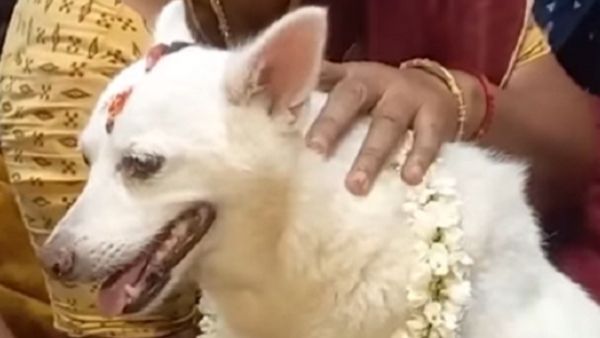 ಸಾಕು ನಾಯಿಗೆ ಸೀಮಂತ ಮಾಡಿದ ತಮಿಳುನಾಡಿನ ದಂಪತಿ