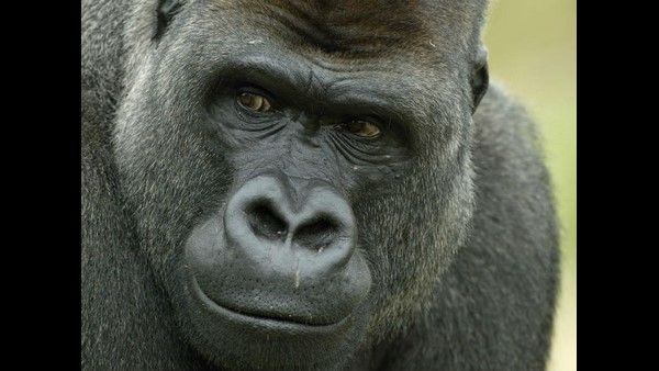 ಮೃಗಾಲಯದಲ್ಲಿರುವ ಗೊರಿಲ್ಲಾಗೆ ಸ್ಮಾರ್ಟ್‌ಫೋನ್‌ ಅಂದ್ರೆ ಹೆಚ್ಚು ಪ್ರೀತಿ