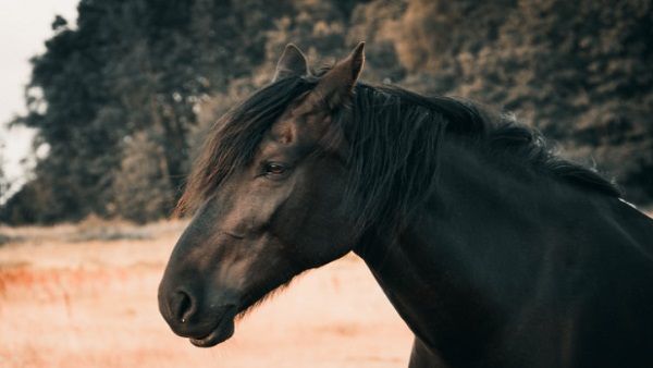ಹೀಗೂ ಮಾಡಬಹುದಾ?: ಕುದುರೆ ಬಣ್ಣ ಬದಲಾದರೆ ವ್ಯಾಪಾರಿಗೆ 22.65 ಲಕ್ಷ ರೂಪಾಯಿ ನಷ್ಟ!