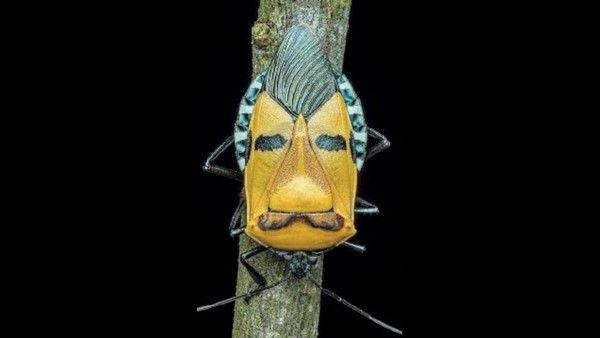 ಉಡುಪಿಯಲ್ಲಿ ಪತ್ತೆಯಾಯಿತು ಮನುಷ್ಯ ಮುಖ ಆಕಾರದ ಕೀಟ!