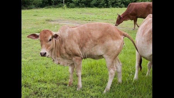 ಮನೆಯಲ್ಲಿ ಶಾಂತಿ ನೆಲೆಸಲು ಗೋಮೂತ್ರ ಸಿಂಪಡಿಸಿ: ಯುಪಿ ಸಚಿವರ ವಿಲಕ್ಷಣ ಸಲಹೆ