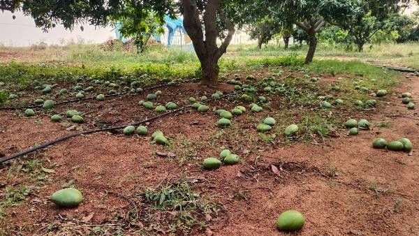ರಾಯಚೂರಿನಲ್ಲಿ ಬಿರುಗಾಳಿ ಆಲಿಕಲ್ಲು ಮಳೆ, ನೆಲಕಚ್ಚಿದ ಮಾವು ತೋಟಗಳು