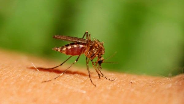 ಕೇರಳದಲ್ಲಿ ವೆಸ್ಟ್ ನೈಲ್ ಜ್ವರದಿಂದ ಓರ್ವ ಸಾವು: ಏನಿದು ಸೋಂಕು? ಹೇಗೆ ಹರಡುತ್ತದೆ?