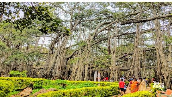 ಗಾಳಿಗೆ ನೆಲಕ್ಕುರುಳಿದ ಕೆಂಗೇರಿ ಬಳಿಯ ಜನಪ್ರಿಯ ದೊಡ್ಡಾಲದ ಮರ