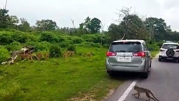 ಬಂಡೀಪುರ: ಪ್ರವಾಸಿಗರಿಗೆ ಪೋಟೊ ಹುಚ್ಚು, ಕಾಡುಪ್ರಾಣಿಗಳಿಗೆ ಪೆಚ್ಚು