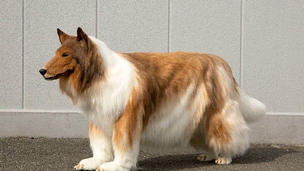 12 ಲಕ್ಷ ರೂಪಾಯಿ ಖರ್ಚು ಮಾಡಿ 'ನಾನು ಮನುಷ್ಯ ಅಲ್ಲ ನಾಯಿ' ಎಂದ ಜಪಾನಿ