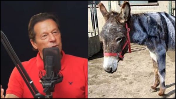 ನಾನೊಬ್ಬ ಕತ್ತೆ; ಪಾಕಿಸ್ತಾನ ಮಾಜಿ ಪ್ರಧಾನಿ ಇಮ್ರಾನ್ ಖಾನ್ ಬಾಯಲ್ಲಿ ಇದೆಂಥಾ ಮಾತು!?