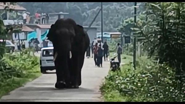 ಹಾಸನ ಜಿಲ್ಲೆಯಲ್ಲಿ ಮುಂದುವರಿದ ಕಾಡಾನೆಗಳ ಉಪಟಳ