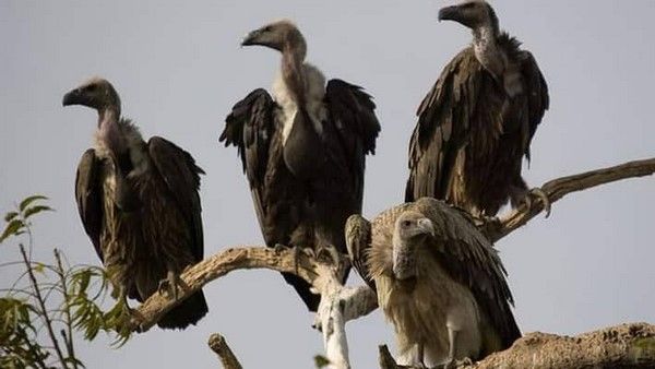 ಮೈವಿವಿ, ಅರಣ್ಯ ಇಲಾಖೆ ರಣಹದ್ದುಗಳ ಸಂರಕ್ಷಣೆ, ಏನಿದು ಯೋಜನೆ?