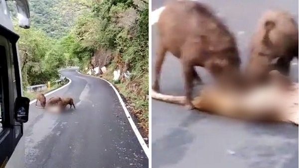 ನಡುರಸ್ತೆಯಲ್ಲಿ ಚಿರತೆ ತಿಂದ ಕಾಡುಹಂದಿಗಳು: ಶಾಕಿಂಗ್ ವಿಡಿಯೋ ವೈರಲ್