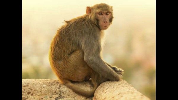 ಕೊಲೆಯ ಸಾಕ್ಷ್ಯವನ್ನು ನಾಶಪಡಿಸಿದ ಮಂಗ- ಕೋತಿ ಮೇಲೆ ಖಾಕಿ ಆರೋಪ