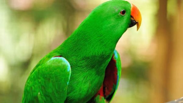 ಗಿಳಿ ಕಾಣೆಯಾಗಿದೆ ಹುಡುಕಿಕೊಡಿ: ಪೊಲೀಸ್ ಠಾಣೆ ಮೆಟ್ಟಿಲೇರಿದ ವ್ಯಕ್ತಿ