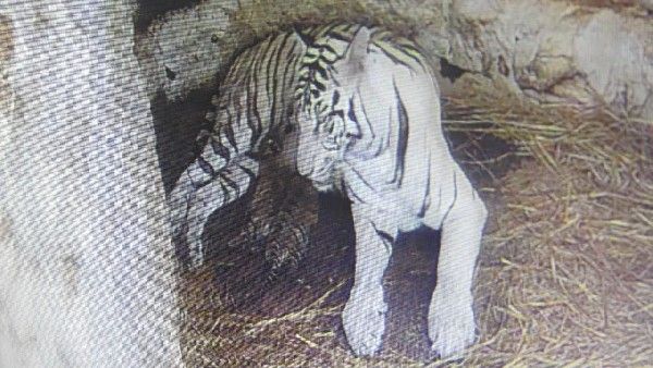 Breaking; ಮೈಸೂರು, 3 ಮರಿಗೆ ಜನ್ಮ ನೀಡಿದ ಬಿಳಿ ಹುಲಿ