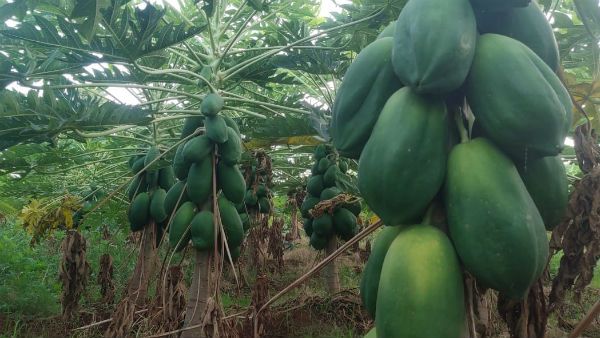 ರೈತರಿಗೆ ಕೃಷಿ ಸೌಕರ್ಯ ನೀಡುತ್ತಿರುವ 'ಸಿಂಗಲ್ ವಿಂಡೋ ರಿಜಿಸ್ಟ್ರೇಷನ್' ಸಾಫ್ಟ್‌ವೇರ್