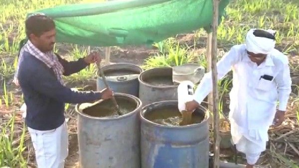 10 ಎಕರೆ ಜಮೀನಿಗೆ ಸಾವಯವ ಗೊಬ್ಬರವನ್ನೇ ಬಳಸಿ ಲಾಭ ಗಳಿಸುತ್ತಿರುವ ರೈತ