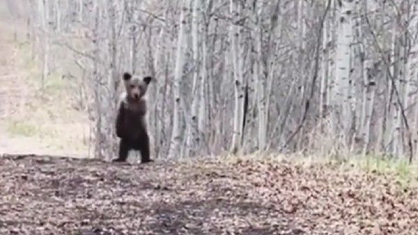 'ಕರಡಿ ಕುಣಿತ'ಕ್ಕೆ ಮನಸೋತ ನೆಟ್ಟಿಗ