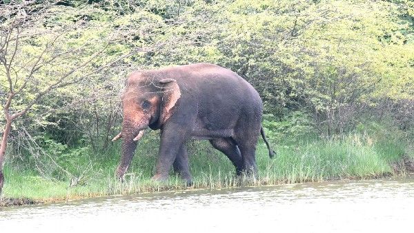 ಚಾಮರಾಜನಗರ; ಊರೂರು ಸುತ್ತುತ್ತಿದೆ ಒಂಟಿ ಸಲಗ, ಜನರಿಗೆ ಭೀತಿ