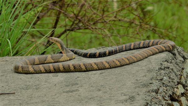 ಅಕಾಲಿಕ ಮಳೆ; ಕರ್ನಾಟಕದಲ್ಲಿ ಕಾಳಿಂಗ ಸರ್ಪದ ಸಂತಾನವೃದ್ಧಿಗೆ ತೊಂದರೆ