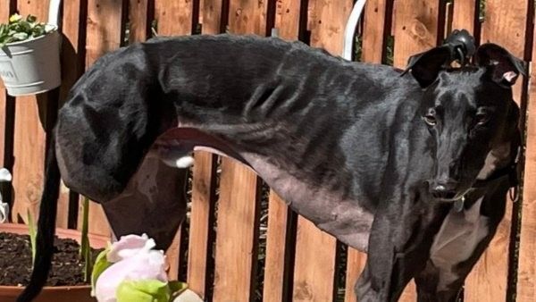 ಅಪಘಾತದಲ್ಲಿ ಕಾಲು ಕಳೆದುಕೊಂಡರೂ 64 ಜೀವಗಳನ್ನು ಉಳಿಸಿದ ಶ್ವಾನ