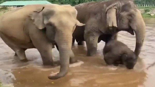 Elephant Video- ತಲೆಕೆಳಗು ಮಾಡಿ ನಿಂತ ಆನೆ; ವೈರಲ್ ವಿಡಿಯೋ