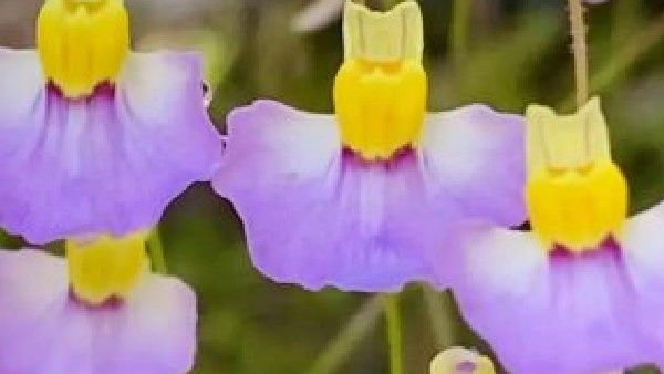 ಉತ್ತರಾಖಂಡದಲ್ಲಿ ಮೊದಲ ಬಾರಿಗೆ ಅಪರೂಪದ ಮಾಂಸಹಾರಿ ಸಸ್ಯ ಪತ್ತೆ