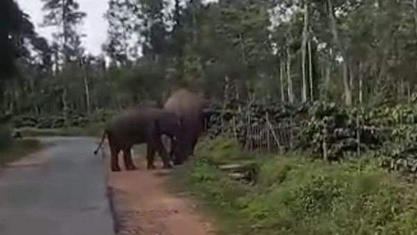 ಕಾಡಾನೆಗಳ ಹಾವಳಿಯಿಂದ ಹೈರಾಣಾಗಿರುವ ಅನ್ನದಾತರು