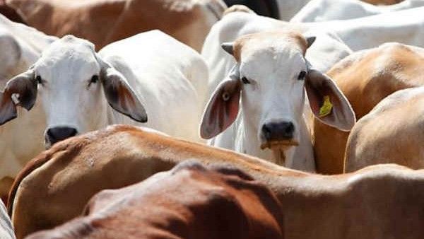 ಕುವೈತ್‌ಗೆ ರಫ್ತಾಗುತ್ತಿದೆ ಭಾರತದ ಹಸುವಿನ ಸಗಣಿ
