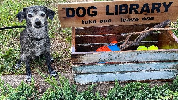 ಇಲ್ಲಿದೆ ನಾಯಿಗಳಿಗಾಗಿ ಲೈಬ್ರರಿ: ಏನಿದರ ವಿಶೇಷತೆ?