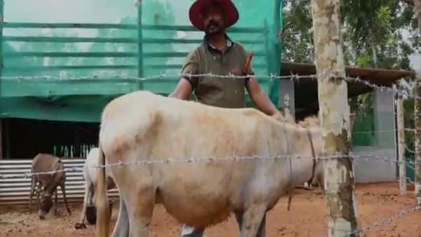ಕತ್ತೆಗೊಂದು ಕಾಲ‌; ಕತ್ತೆ ಹಾಲಿಗೆ ಭಾರೀ ಡಿಮಾಂಡ್!