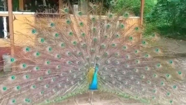 ಸುಬ್ರಹ್ಮಣ್ಯ ಕ್ಷೇತ್ರದಲ್ಲಿ ಮಯೂರ ನರ್ತನ, ರಾತ್ರಿ ಪೂಜೆಗಂತೂ ನವಿಲು ಪ್ರತಿದಿನ ಹಾಜರ್!